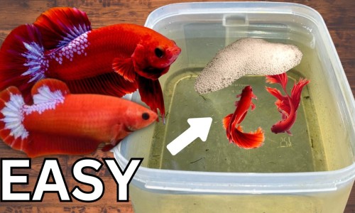 孕检甲状腺过氧化物酶偏高-孕妇甲状腺过氧化物酶抗体过高网- 孕妇甲状腺过氧化物酶抗体过高怎么办知识,分享孕妇甲状腺过氧化物酶抗体过高怎么办